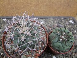 Coryphantha poselgeriana valida El Hundido květináč 9 cm - 12412154