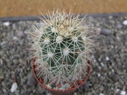 Echinocereus coccineus, květináč 6,5 cm - 12412161