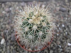 Echinocereus coccineus, květináč 6,5 cm - 12412162