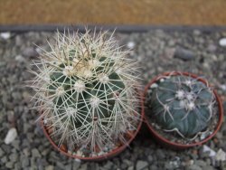 Echinocereus coccineus, květináč 6,5 cm - 12412164