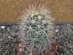 Echinocereus coccineus, květináč 6,5 cm