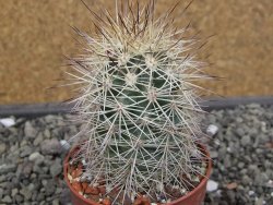 Echinocereus coccineus, květináč 6,5 cm - 12412168