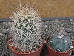Echinocereus coccineus, květináč 6,5 cm - 12412170