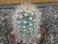 Echinocereus coccineus, květináč 6,5 cm - 12412172