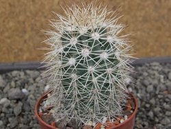 Echinocereus coccineus, květináč 6,5 cm - 12412173