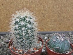 Echinocereus coccineus, květináč 6,5 cm - 12412174