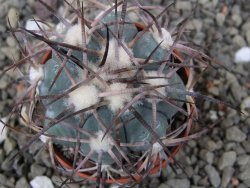 Echinocactus horizonthalonius pot 5,5 cm - 12412179