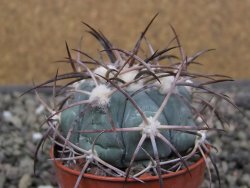 Echinocactus horizonthalonius pot 5,5 cm - 12412182