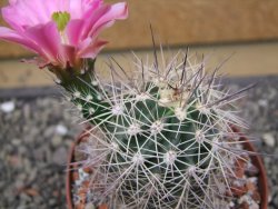 Echinocereus coccineus, květináč 9 cm - 12412198