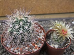 Echinocereus coccineus, květináč 9 cm - 12412200
