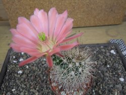 Echinocereus coccineus, květináč 9 cm