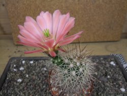 Echinocereus coccineus, květináč 9 cm - 12412203