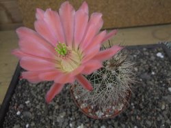 Echinocereus coccineus, květináč 9 cm - 12412204
