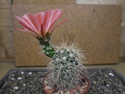 Echinocereus coccineus, květináč 9 cm - 12412205