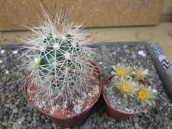 Echinocereus coccineus, květináč 9 cm - 12412208