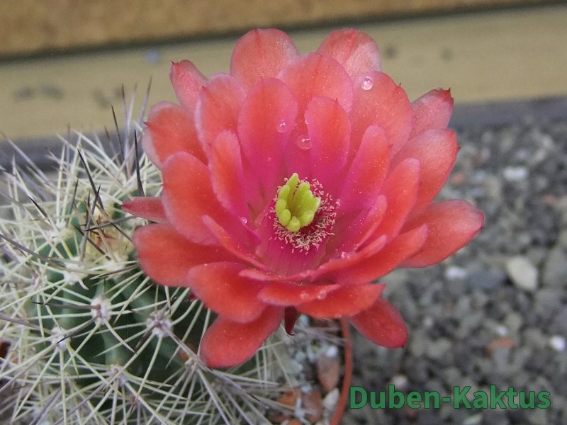 Echinocereus coccineus, květináč 6,5 cm
