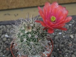 Echinocereus coccineus, květináč 6,5 cm - 12412209