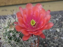 Echinocereus coccineus, květináč 6,5 cm