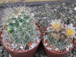 Echinocereus coccineus, květináč 6,5 cm - 12412214