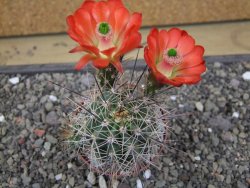 Echinocereus triglochidiatus Santa Fe, pot 6,5 cm