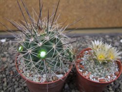 Echinocereus triglochidiatus Santa Fe, pot 6,5 cm - 12412220