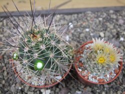 Echinocereus triglochidiatus Santa Fe, pot 6,5 cm - 12412221