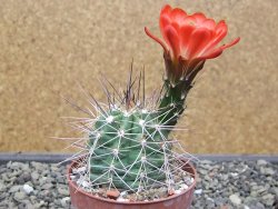 Echinocereus triglochidiatus Santa Fe, pot 6,5 cm - 12412224