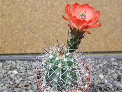 Echinocereus triglochidiatus Santa Fe, pot 6,5 cm - 12412225