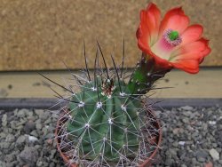 Echinocereus triglochidiatus Santa Fe, pot 6,5 cm