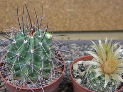 Echinocereus triglochidiatus Santa Fe, pot 6,5 cm - 12412231
