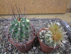 Echinocereus triglochidiatus Santa Fe, pot 6,5 cm - 12412232