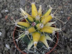 Ferobergia variegata pot 6,5 cm - 12412234