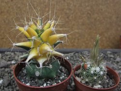 Ferobergia variegata pot 6,5 cm - 12412240