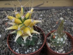 Ferobergia variegata pot 6,5 cm - 12412241