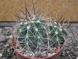 Echinocereus triglochidiatus Santa Fe, pot 6,5 cm