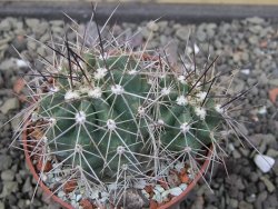 Echinocereus triglochidiatus Santa Fe, pot 6,5 cm - 12412251