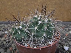 Echinocereus triglochidiatus Santa Fe, pot 6,5 cm - 12412252
