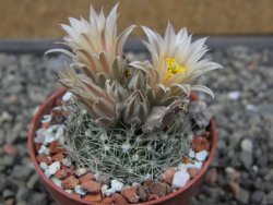 Neobesseya missouriensis navajoensis RP 33 Navajo Co, AZ