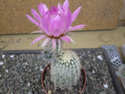 Echinocereus reichenbachii albispinus x baileyi pot 8,5 cm