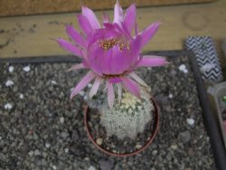 Echinocereus reichenbachii albispinus x baileyi pot 8,5 cm - 12412290
