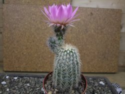 Echinocereus reichenbachii albispinus x baileyi pot 8,5 cm - 12412291