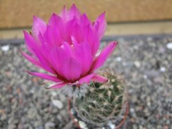 Echinocereus fendleri x baileyi pot 5,5 cm - 12412294