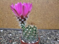 Echinocereus fendleri x baileyi pot 5,5 cm