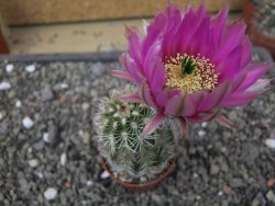 Echinocereus fendleri x baileyi pot 5,5 cm
