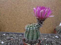 Echinocereus fendleri x baileyi pot 5,5 cm - 12412305