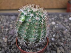 Echinocereus fendleri x baileyi pot 5,5 cm - 12412306