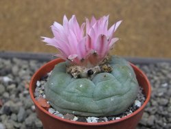 Lophophora fricii pot 5,5 cm - 12412317
