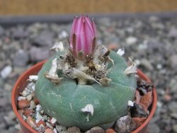 Lophophora fricii pot 5,5 cm - 12412319