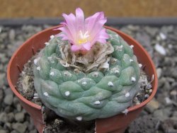 Lophophora fricii pot 5,5 cm