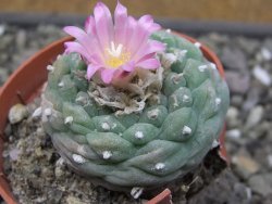 Lophophora fricii pot 5,5 cm - 12412326